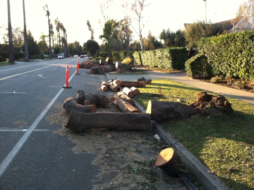 More Pasadena trees reduced to firewood after wind storm in Pasadena