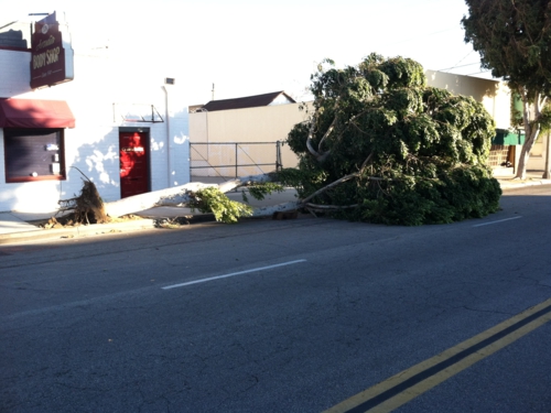 Sidewalk tree in Arcadia near my home staging warehouse ripped out in the Pasadena wind storm