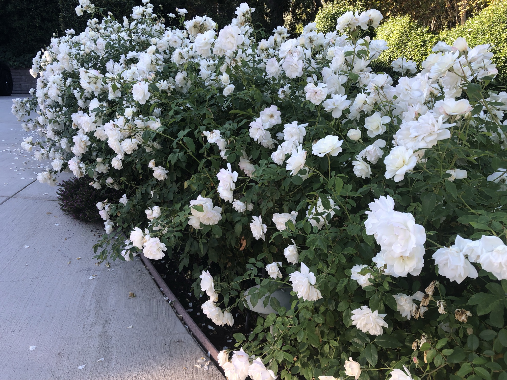 White roses as landscape plants